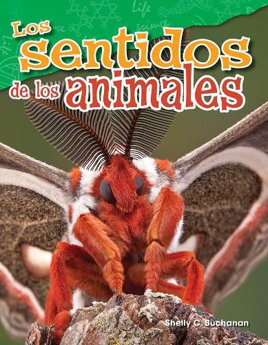 Cover image for Los sentidos de los animales (Animal Senses)