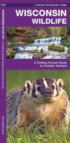 Cover image for Wisconsin Wildlife: A Folding Pocket Guide to Familiar Animals