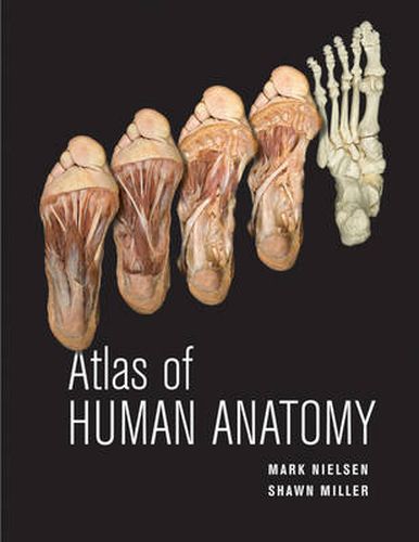 Cover image for Atlas of Human Anatomy