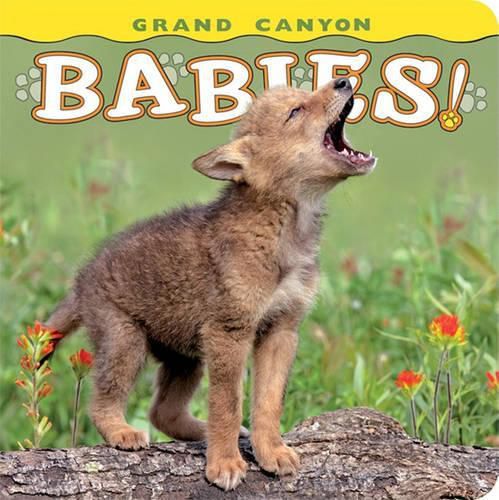 Cover image for Grand Canyon Babies!