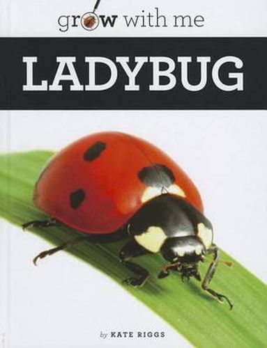 Cover image for Ladybug
