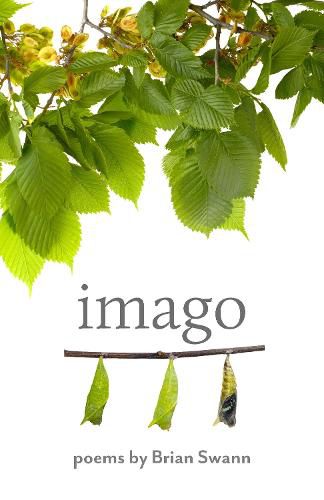 Cover image for Imago