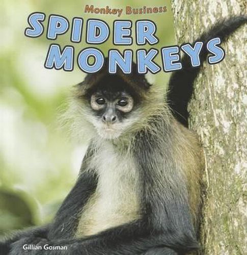 Cover image for Spider Monkeys