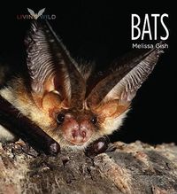 Cover image for Bats