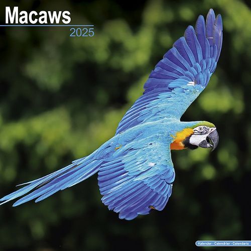 Macaws Calendar 2025 Square Bird Wall Calendar - 16 Month