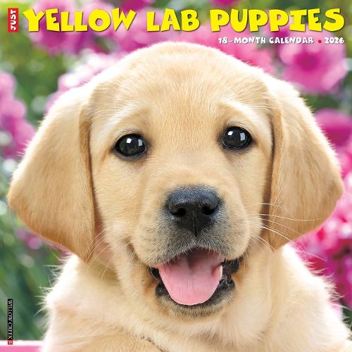 Cover image for Yellow Lab Puppies 2026 12 X 12 Wall Calendar