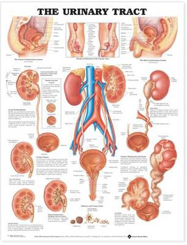 Cover image for The Urinary Tract Anatomical Chart