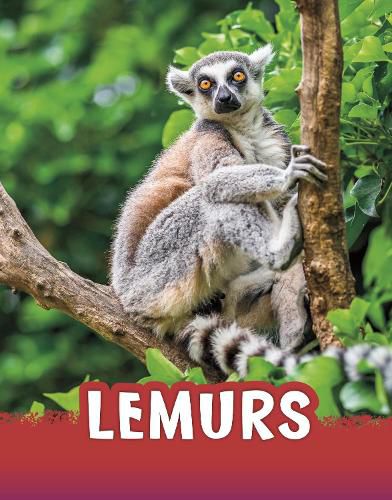 Cover image for Lemurs