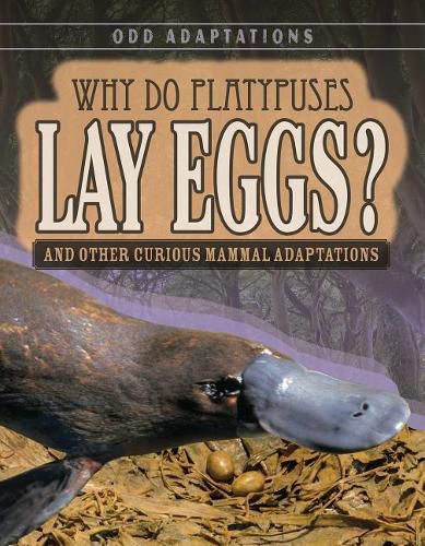 Cover image for Why Do Platypuses Lay Eggs?: And Other Curious Mammal Adaptations