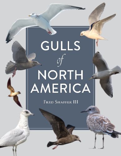 Cover image for Gulls of North America