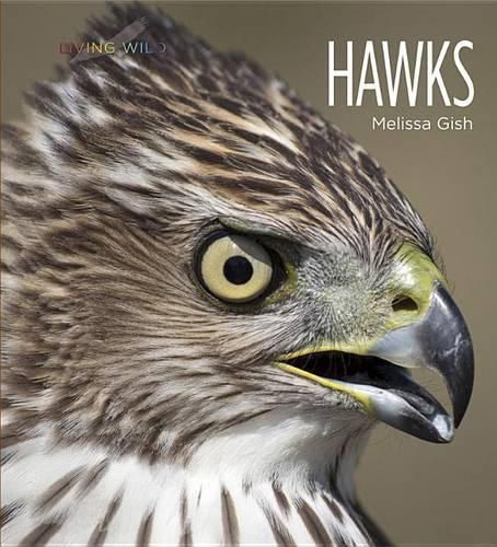 Living Wild: Hawks