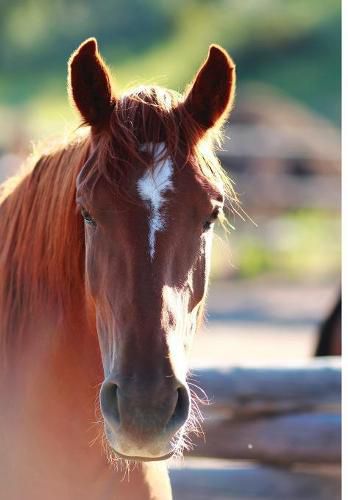 Cover image for Kid's Equine Photography Book