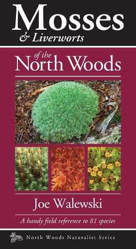 Cover image for Mosses & Liverworts of the North Woods