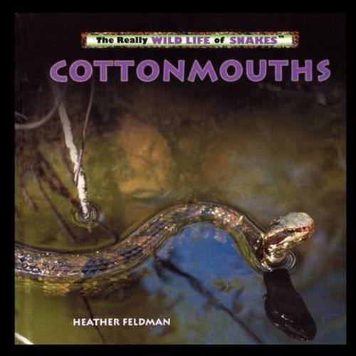 Cover image for Cottonmouths