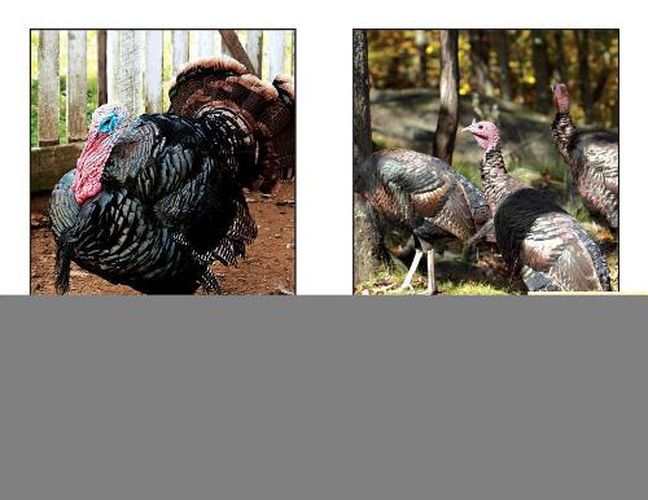 All about Turkeys