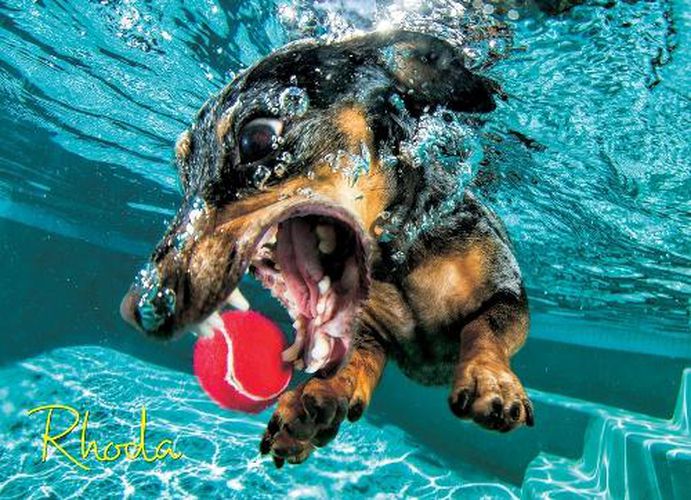 Cover image for Underwater Dog: Rhoda Jigsaw