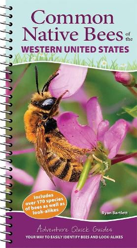 Common Native Bees of the Western United States