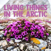 Cover image for Living Things in the Arctic: English Edition