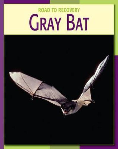 Gray Bat