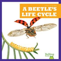 Cover image for A Beetle's Life Cycle