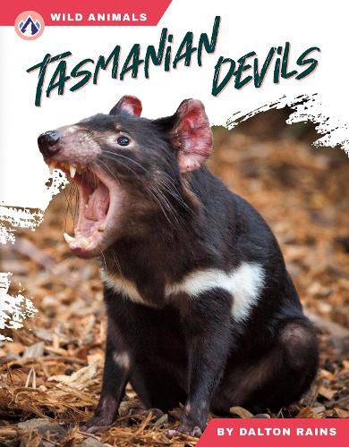 Cover image for Tasmanian Devils