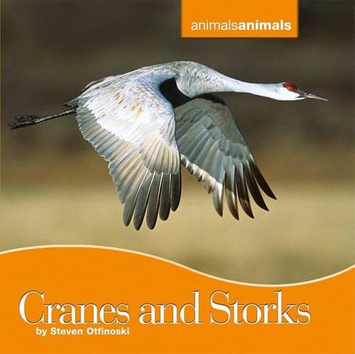 Cover image for Cranes and Storks