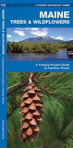 Cover image for Maine Trees & Wildflowers: A Folding Pocket Guide to Familiar Species