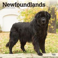 Cover image for Newfoundlands 2020 Square Wall Calendar