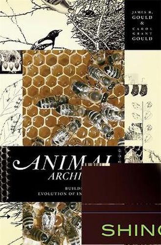 Cover image for Animal Architects: Building and the Evolution of Intelligence