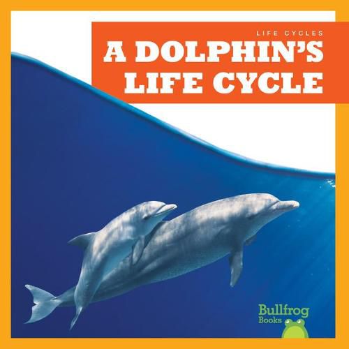 A Dolphin's Life Cycle