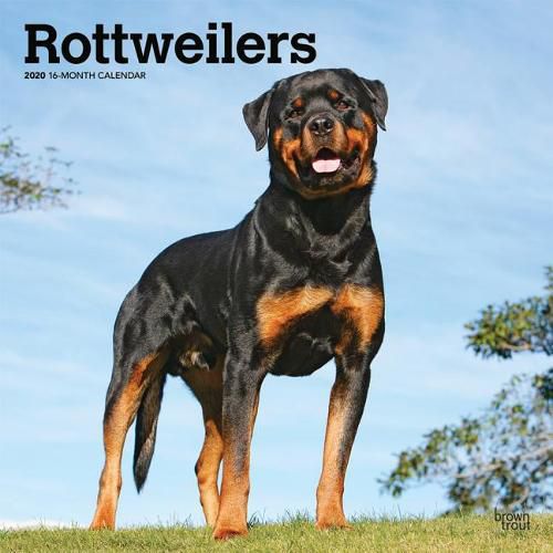 Rottweilers 2020 Square Wall Calendar