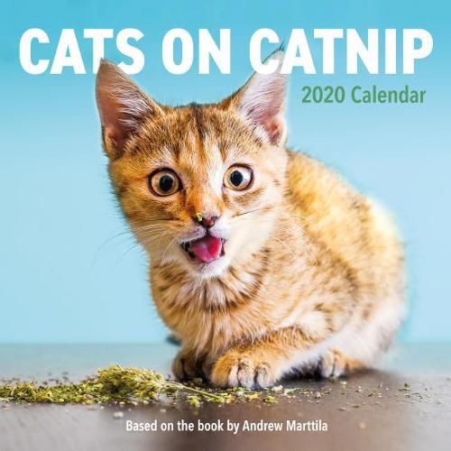 Cats On Catnip Wall Calendar 2020