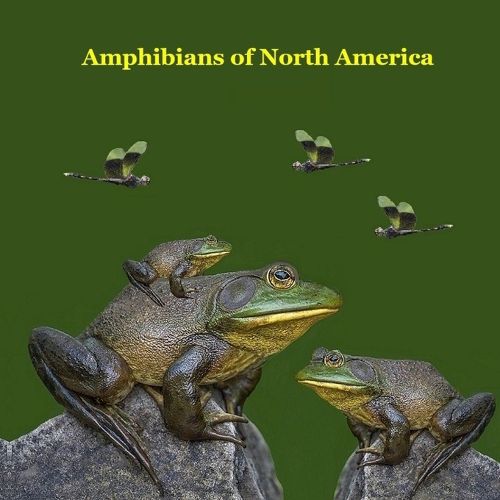 Cover image for Amphibians of North America Kids Book