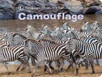 Cover image for Camouflage