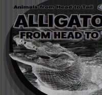 Cover image for Alligators from Head to Tail
