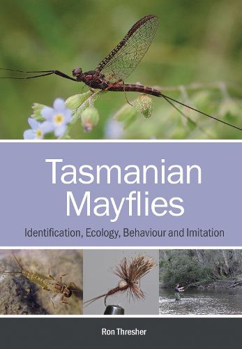 Cover image for Tasmanian Mayflies