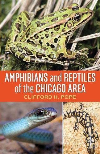 Cover image for Amphibians and Reptiles of the Chicago Area