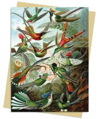 Cover image for Ernst Haeckel: Hummingbirds Greeting Card Pack