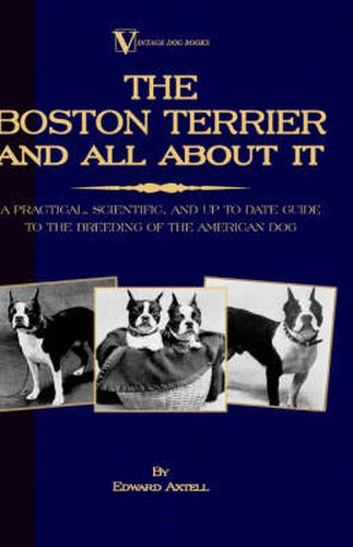 Cover image for The Boston Terrier And All About It - A Practical, Scientific, And Up To Date Guide To The Breeding Of The American Dog (A Vintage Dog Books Breed Classic)