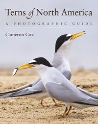 Cover image for Terns of North America