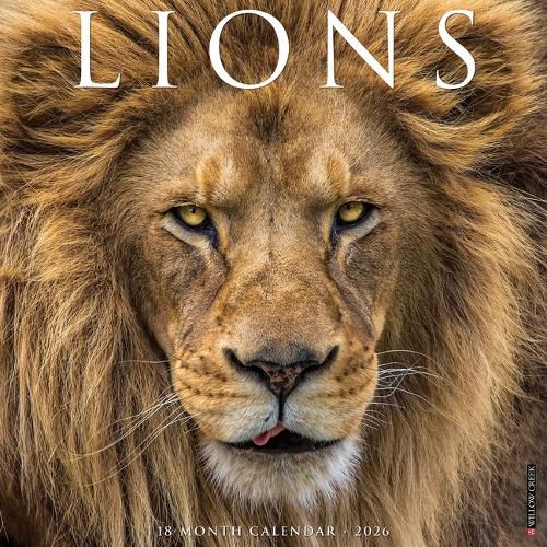 Cover image for Lions 12 X 12 Wall Calendar
