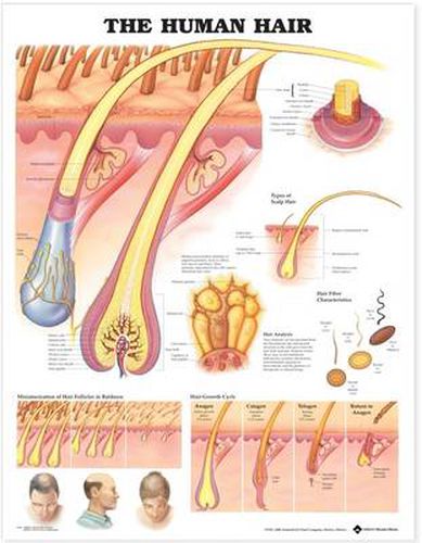 Cover image for The Human Hair Anatomical Chart