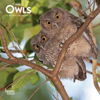 Cover image for Owls 2020 Mini Wall Calendar