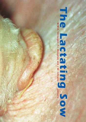 Cover image for The Lactating Sow