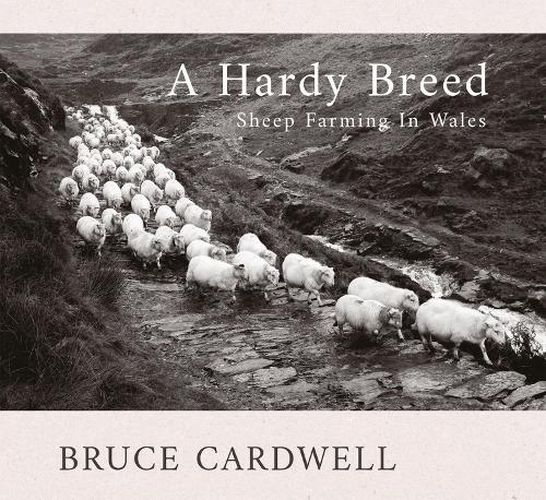 Cover image for A Hardy Breed