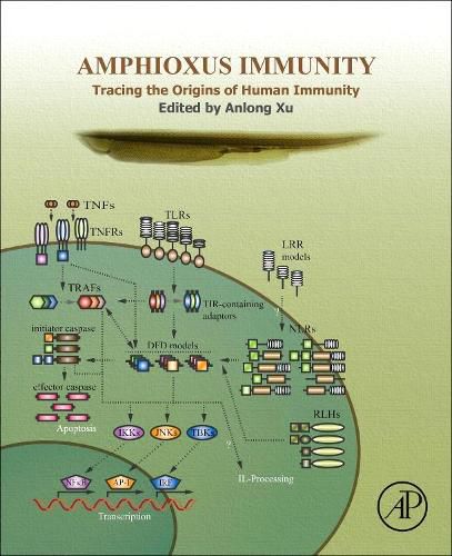 Cover image for Amphioxus Immunity: Tracing the Origins of Human Immunity