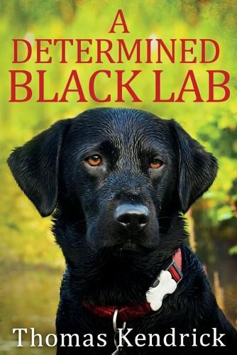 Cover image for A Determined Black Lab