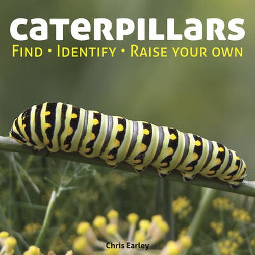 Caterpillars: Find - Identify - Raise Your Own