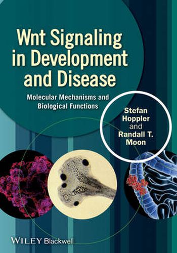 Cover image for Wnt Signaling in Development and Disease: Molecular Mechanisms and Biological Functions