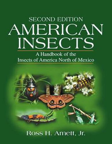 Cover image for American Insects: A Handbook of the Insects of America North of Mexico, Second Edition